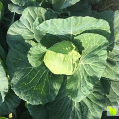 钟祥甘蓝长势旺盛,钟祥胡诚信合作