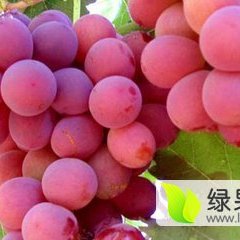 2015费县葡萄再不来就没机会了！