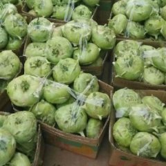 费县薛庄刘学增9月皮蓝其他蔬菜