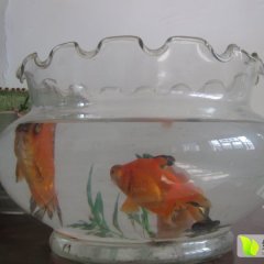 山东昌邑长白大葱名优产品