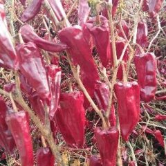 忻府高城王伟11月北京红辣椒