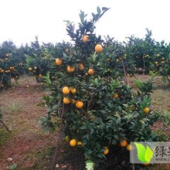 全州全州县咸水纽荷尔脐橙