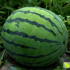 最好的西瓜种子世雷511