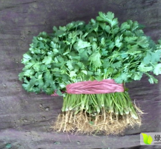 2016年河北永年大叶香菜价格