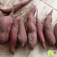 献县红薯名优产品本斋邓先生诚信合作