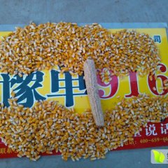 金水玉米口感爽口鼎优诚信合作