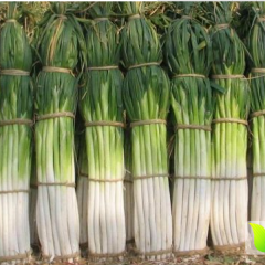 2015章丘大葱 自产自销 假一赔十