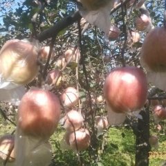 山西临猗红富士苹果