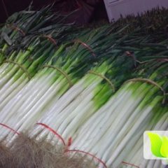 2015莱城大葱走过路过不要错过