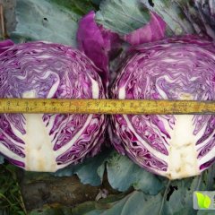 河南新野白面青梗松花菜菜花质量上乘
