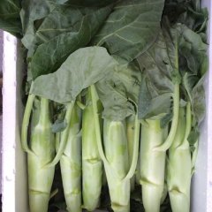 广东澄海大芥兰绿色无公害