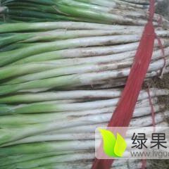 山东滕州长白大葱质量上乘