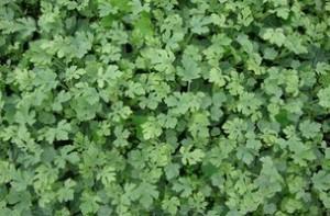 预定2016年春季西瓜嫁接苗