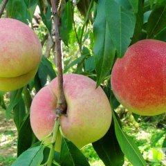 山东平邑廉士清10月冬桃