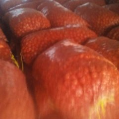 宁安东京冯勇军11月毛葱洋葱