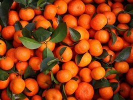 钟山源头钟生12月沙糖桔