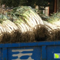 大量昌邑长白大葱上市了