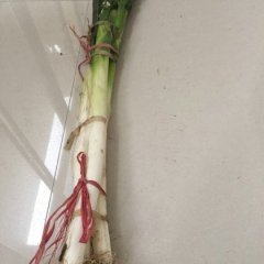 滕州滨湖杜以道11月长白大葱