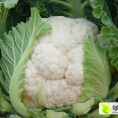 泗水菜花著名品种,徐家徐清杰诚信合作