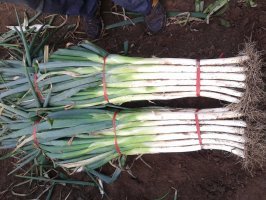 泗水徐家徐清杰11月长白大葱