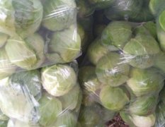 汝州纸坊李超超10月米亚罗甘蓝