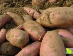 河北滦南真诚出售大量红薯品种齐全