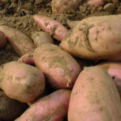 河北滦南真诚出售大量红薯品种齐全