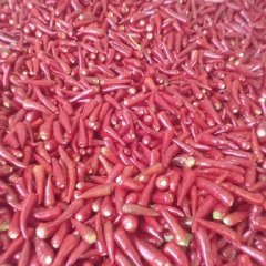 2015通许辣椒抓住商机无限