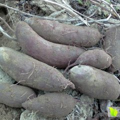 广东惠来紫薯红薯产销两旺