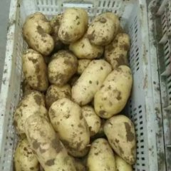 滕州土豆口感爽口,山东王雪诚信合作