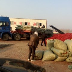 开鲁东风马学勇11月湘辣七号辣椒