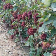 平度葡萄口感爽口仁兆葛经理诚信合作