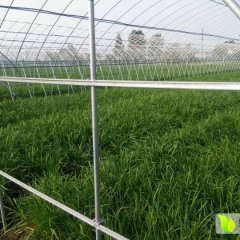 2015长兴韭菜走过路过不要错过