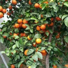 2015武鸣县沙糖桔合作社