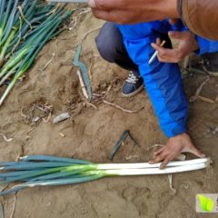 平度铁杆大葱白沙河街道办事处