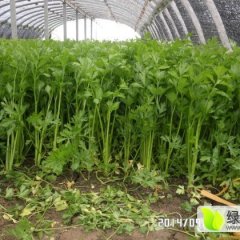 金乡芹菜聚焦市场王丕孙永新诚信合作