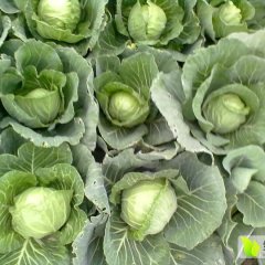 湖北钟祥旺旺甘蓝香甜可口