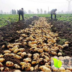内蒙古武川克新一号土豆上市