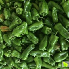 广西合浦灯笼椒辣椒著名品种