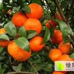 供应 钟山沙糖桔名优产品石龙钟人凯诚信合作