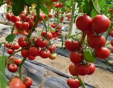 供应中早熟耐寒精品大红番茄-富兰特