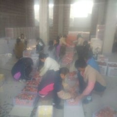 广西钟山本村有500万斤砂糖桔待卖