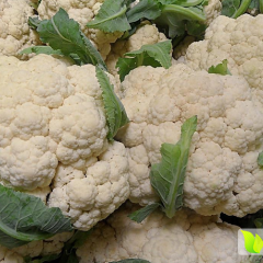 邓州腰店杨先生10月银冠菜花