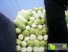 大量供应北京新三号白菜山东平阴刘军