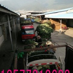 云南红叶莴苣基地