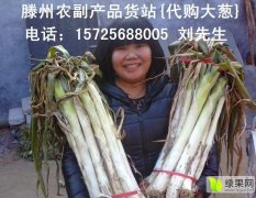 山东山东长白大葱长势旺盛