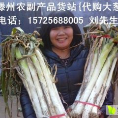 山东山东长白大葱长势旺盛