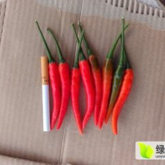 2015广西靖西基地艳红朝天椒新品上市