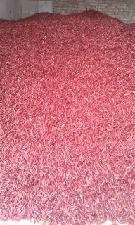 河南通许新一代干辣椒【诚信供应】