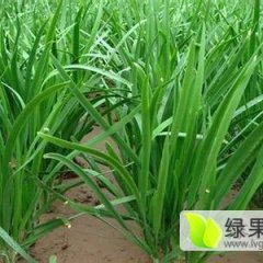 中牟刁家任刘江11月平韭6号韭菜